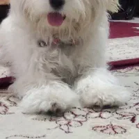سگ آروم و بازیگوش