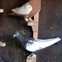 بهبونی نروماده چنتا جوجه سینه