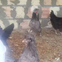 مرغ