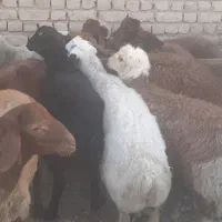 بره نر پای پروار(دامداری برادران اکبرپور)|حیوانات مزرعه|مشهد, توس فردوسی|دیوار