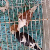 کفتر|پرنده|تربت‌حیدریه, داروپخش|دیوار