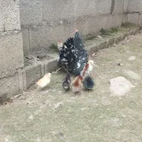 مرغ و جوجه