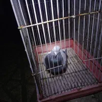 کبوتر مسافتی  سرکار گرفتم