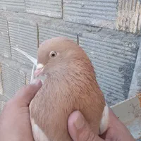 نر و ماده زرد دم سفید اصیل جفت طلای خالص