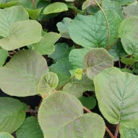 کیوی هایوارد پایه خیاری ۱۵۰ تومن