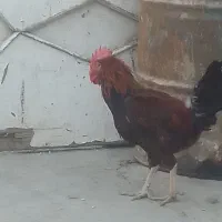 خروس