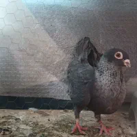 کبوتر