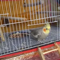 عروس هلندی نر کار داده
