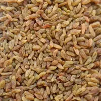 کشمش سبز قلمی