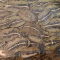 میوه خشک کیوی و توت فرنگی و...