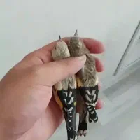 جوجه سیبیل زده