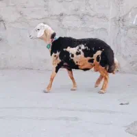 شیشک قوچ
