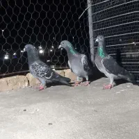 کبوتر سبز