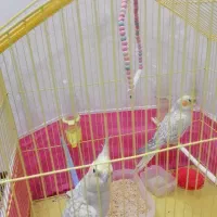 عروس هلندی