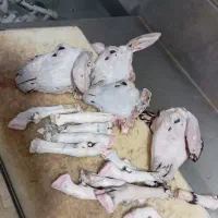 کار در کشتارگاه گوشت