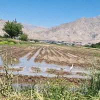 آبیار برای کهریز الهیه لازم دارم
