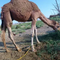 بچه شتر