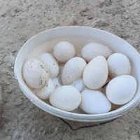 بوقلمون