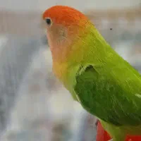 طوطی برزیلی ماده سالم وسرحال وتخم گذار