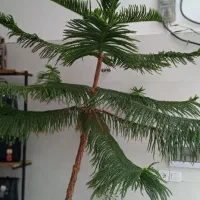 کاج مطبق دو و نیم متری