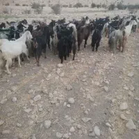 .بز