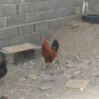 خروس