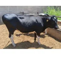 گوساله نر
