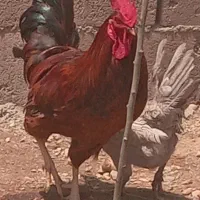 خروس‌محلی‌درشت‌اندام