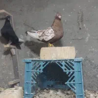 کبوتر سینه تافته ای روزگاری