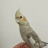 عروس هلندی نر، همراه قفس و...