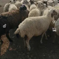 میش پروار