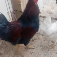خروس بزرگ،زیباوجوان۱۸۰۰