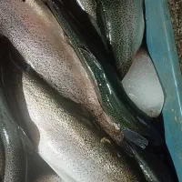ماهی غزلالا زنده تازه تک فروش