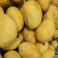 انبه محلی زرد رسیده وشیرین