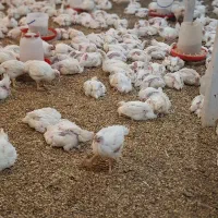 مرغ زنده گوشتی ارگانیک