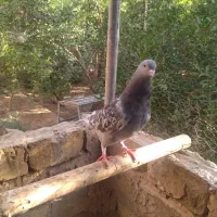 کبوتر کینگ