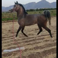 اسب نریون کره سالار فرخشهر