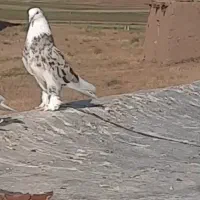 هما سرور نر
