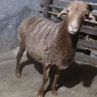 فروش بره نر چاق