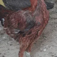خروس نوچه نیمه لاری