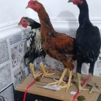 خروس لاری محلی