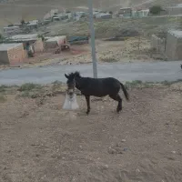 قاطر