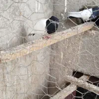 کفتر|پرنده|هامون, |دیوار
