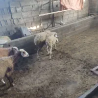 گوسفند وره مار بره ماده لوکس