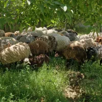 میش و بره اصلاح نژادی رومانف افشاری