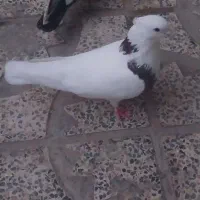طوقی