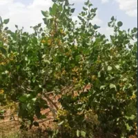 فروش باغ پسته فوری سند ششدانگ