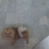 سگ سگ سگ|سگ|تایباد, |دیوار
