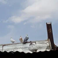 کفترنقش