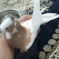 کبوتر